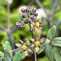Caulophyllum thalictroides